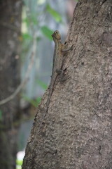Obraz premium An Oriental Garden Lizard is resting on the tree trunk