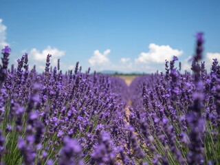 Obraz premium Endless Violet. A Field of Blooming Hues Under a Summer Sky, a Dreamy Landscape.