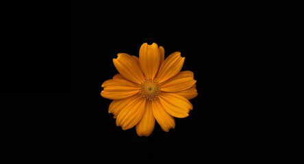 Golden Bloom on Midnight Canvas, A Study in Contrast and Texture Exploration.