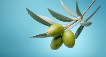 Obraz premium Green Olives, a Branch of Leaves, Still Life, Closeup, Light Blue Background, Fresh Look.