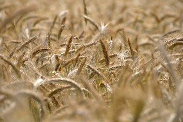 Golden Wheat Field at Harvest Time. Close-up view of a golden wheat field ready for harvest.