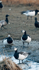 Barnacle goose on the coast