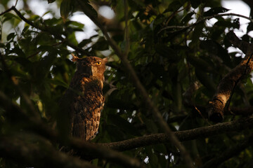 A fish owl camouflaged in the foliage and shadows of a tree.