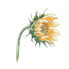 Single sunflower on white background. Hand drawn watercolor illustration