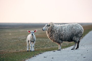 Lambs on a meadow