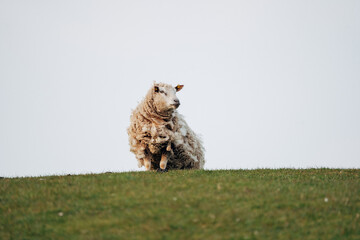 Sheep on a Meadow © Joern