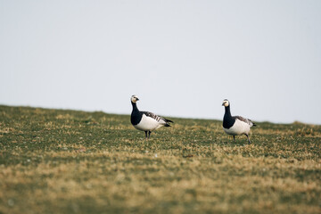 Barnacle goose on the coast