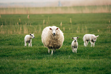 Sheep on a Meadow