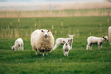 Fototapeta premium Sheep on a Meadow