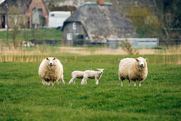 Obraz premium Sheep on a Meadow