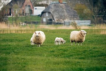 Fototapeta premium Sheep on a Meadow