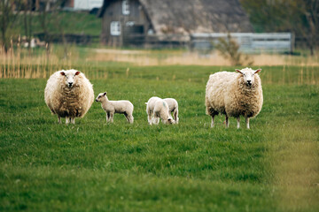Fototapeta premium Sheep on a Meadow