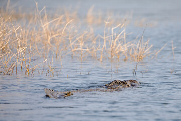A large mugger crocodile swimming submerged in the waters of Gal Oya.