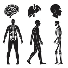 Human anatomy brain liver head full body skeleton head profile