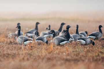 Fototapeta premium Barnacle goose on the coast
