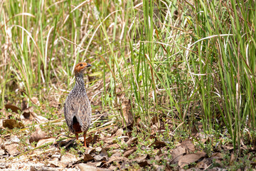 Obraz premium A Painted Francolin walks through a grassy section of Nilgala national park, Sri Lanka.