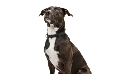 A sleek, medium-sized mixed-breed dog with dark coat, white markings, black collar, sits calmly, looking curiously up-right on a bright white studio background. Concept of dedicated attentiveness