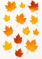 흰 배경의 가을 단풍잎 패턴 Autumn Maple Leaves on White