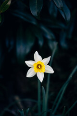 Colorful Spring Flowers in the Garden