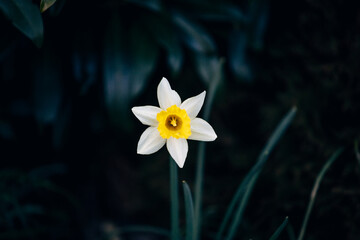 Colorful Spring Flowers in the Garden