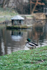 Ducks on a meadow