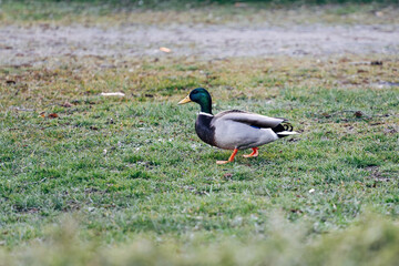 Ducks on a meadow