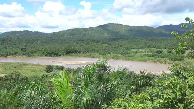 Appetitive behavior. Hose langour (Pygathrix hose) deftly climbs a long palm leaf. Borneo Island, tropical rain forest. January