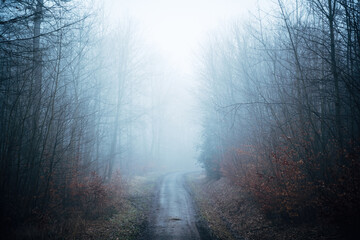 Mystical atmosphere in the autumn forest