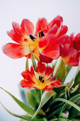 Colorful Spring Flowers in the Garden