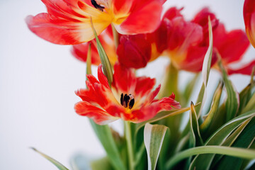 Colorful Spring Flowers in the Garden