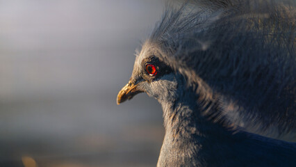 Victoria Crowned Pigeon close up portrait