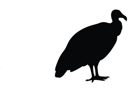 Vulture silhouette vector image for graphic design projects and web design resources download now