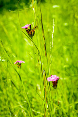 Magnificent summer field with blooming flowers. Macro shot.