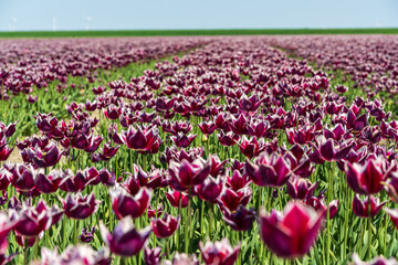 Fototapeta premium Verblühtes Tulpenfeld