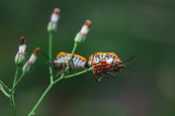 bug on a flower