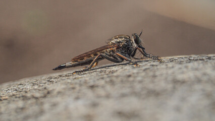 close up of a grasshopper