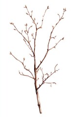 Obraz premium Dry branchs art illustration plant.