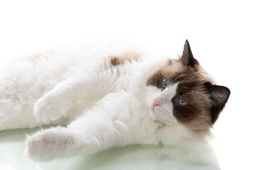 Elegant and fluffy ragdoll posing in a photo studio