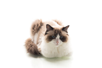 White background, long-haired Ragdoll cat lies calmly