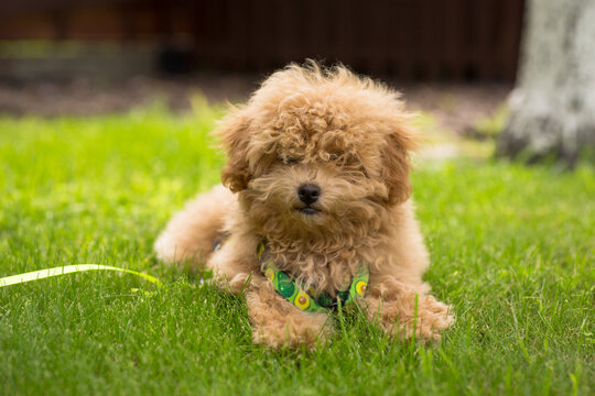 Fluffy Maltipoo puppy on a leash lying on the grass