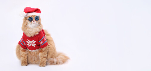 Funny ginger cat in Santa hat and festive sweater, winter holiday portrait, Christmas and New Year celebration, greeting card concept, isolated on white, studio photo