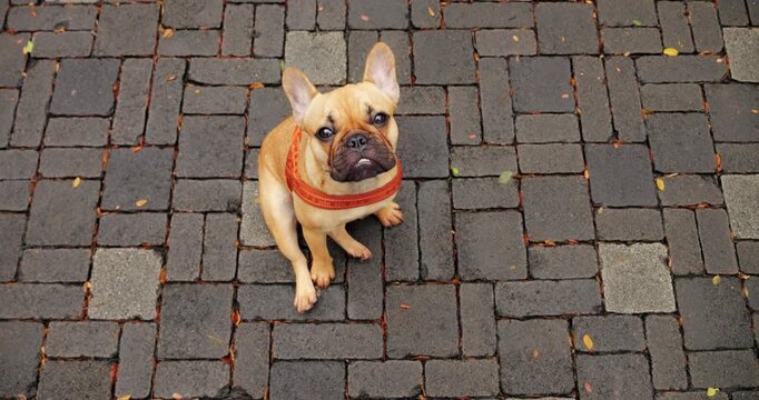 Adorable French Bulldog puppy sits on pathway, gazing up at camera with loyal and dewy eyes. This cute and submissive Frenchie listens attentively, showcasing trusting and open heart.