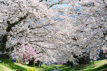 観音寺川の桜並木。猪苗代、福島、日本。4月下旬。
