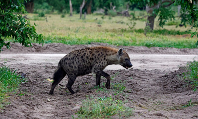 Spotted hyenas in the African bush