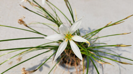 With white, cup-shaped flowers, the Zephyranthes candida, or autumn zephyrlily, is a delicate, rain-triggered bulb that blooms from late summer to fall