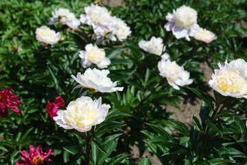 Beautiful white and pink peonies blooming in a lush garden during springtime