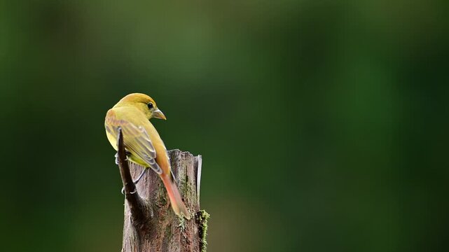 Female summer tanager perched on cedar post, late summer evening
