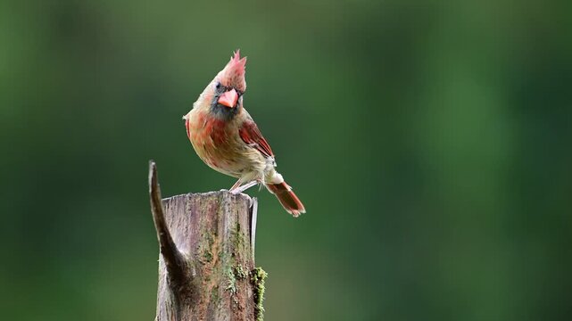 Female Cardinal perching on a Cedar post near farm in Mt. Gilead