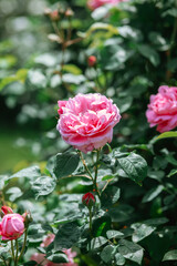 Beautiful pink roses blooming in a lush garden during springtime