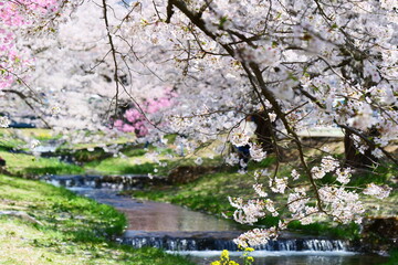 観音寺川の桜並木。猪苗代、福島、日本。4月下旬。